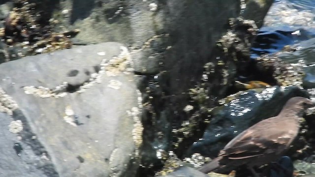 アライソカマドドリ - ML644663597