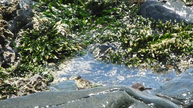 アライソカマドドリ - ML644663598