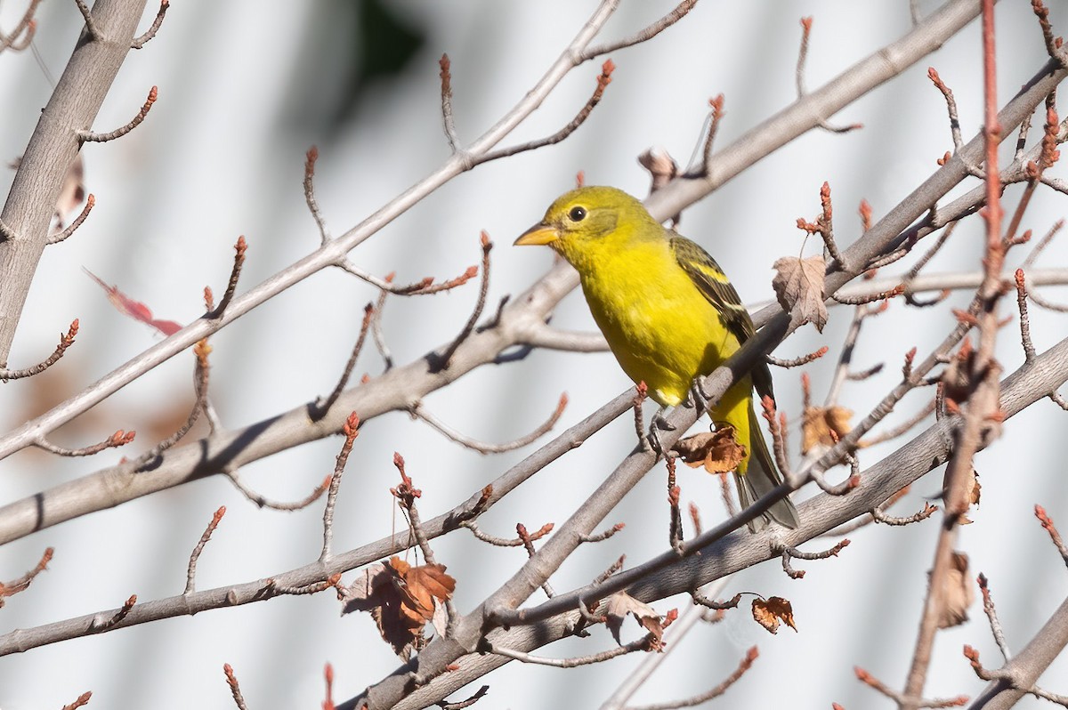 Western Tanager - ML644663600