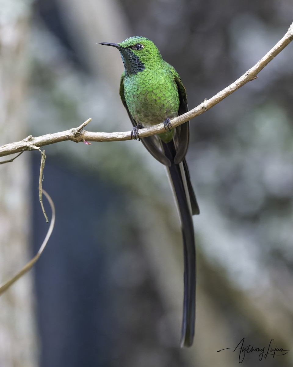 Колібрі-довгохвіст смарагдовий - ML644663601