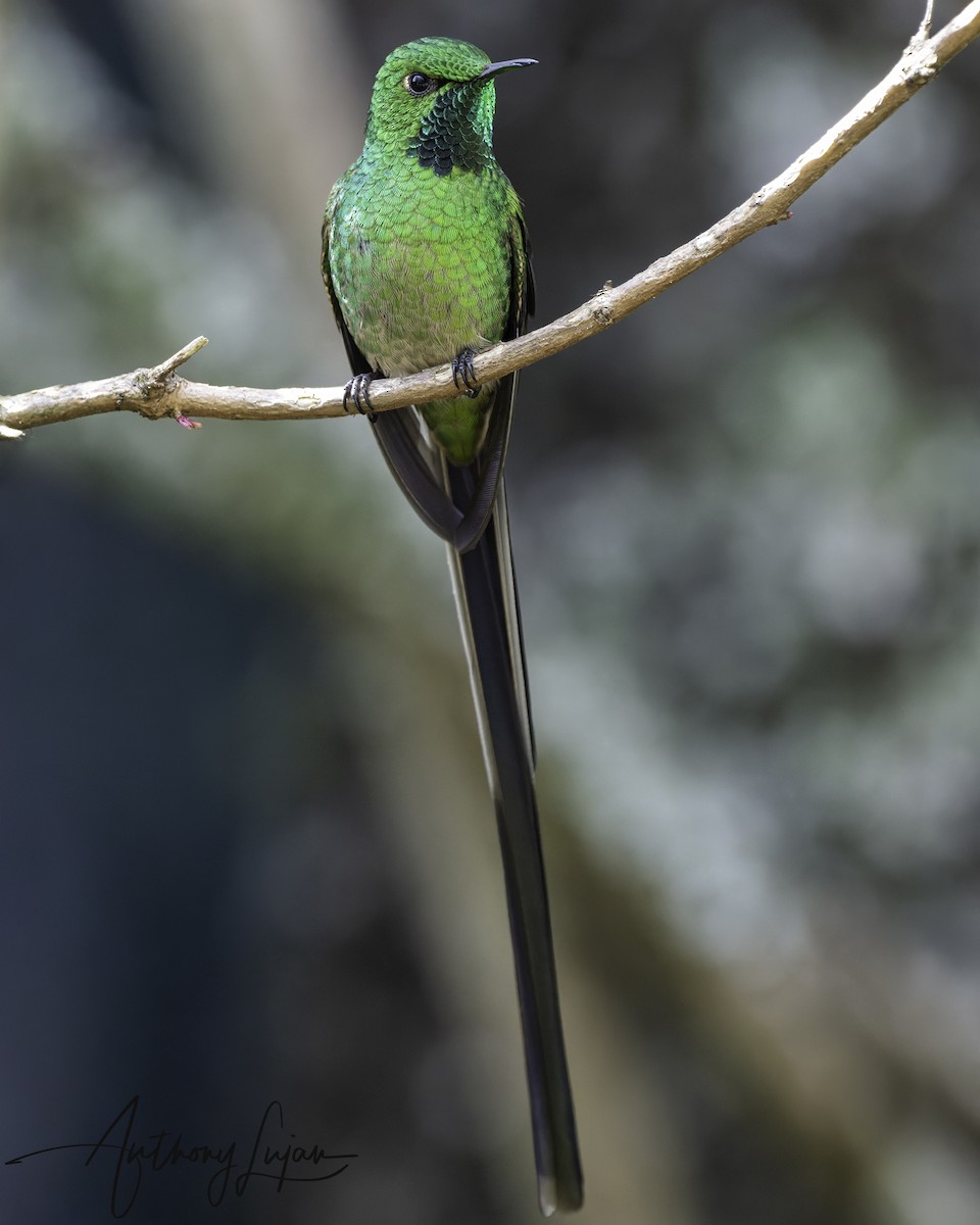Колібрі-довгохвіст смарагдовий - ML644663603