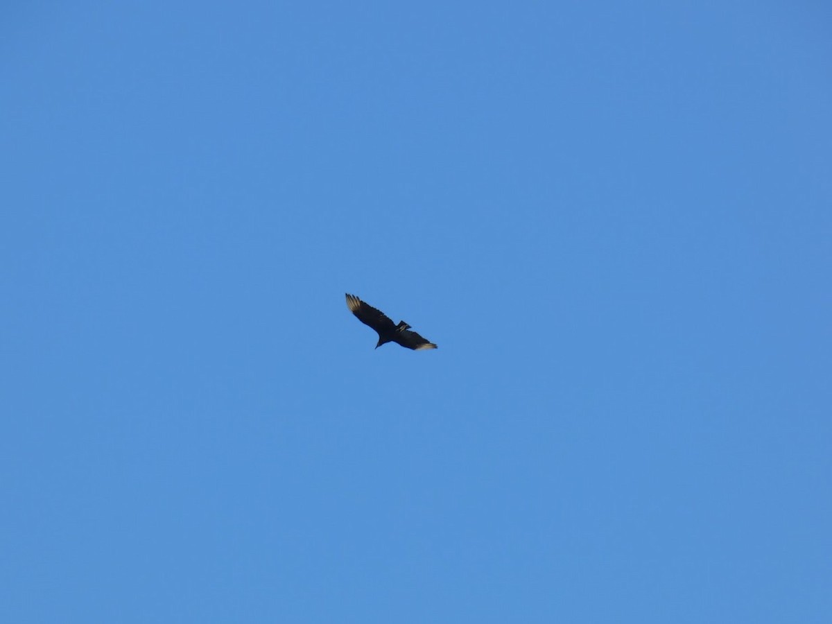 Black Vulture - ML644663607