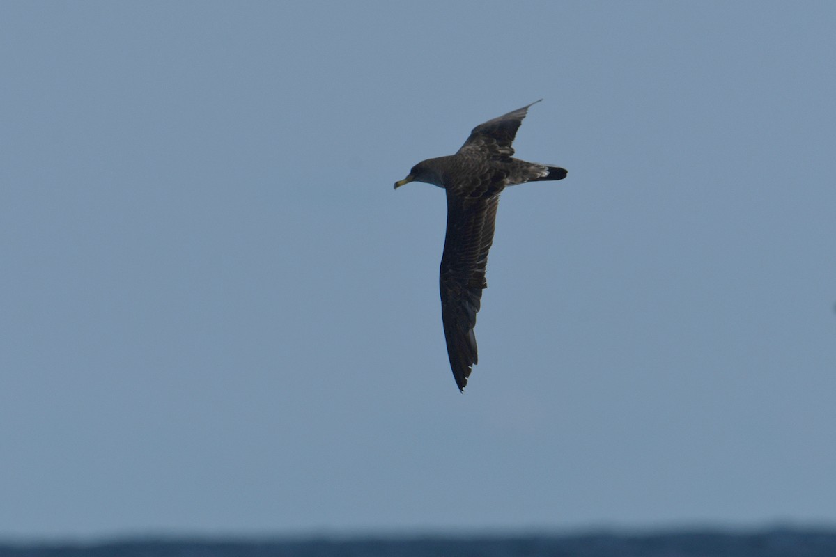 Cory's Shearwater - ML644663608