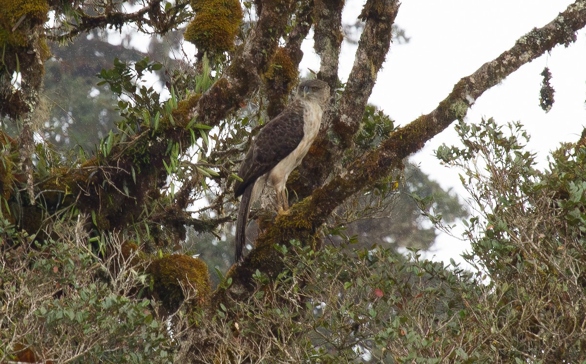 New Guinea Eagle - ML644663614