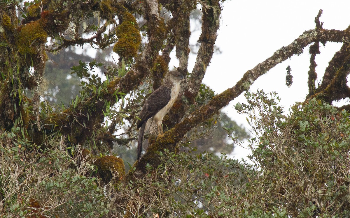 New Guinea Eagle - ML644663615