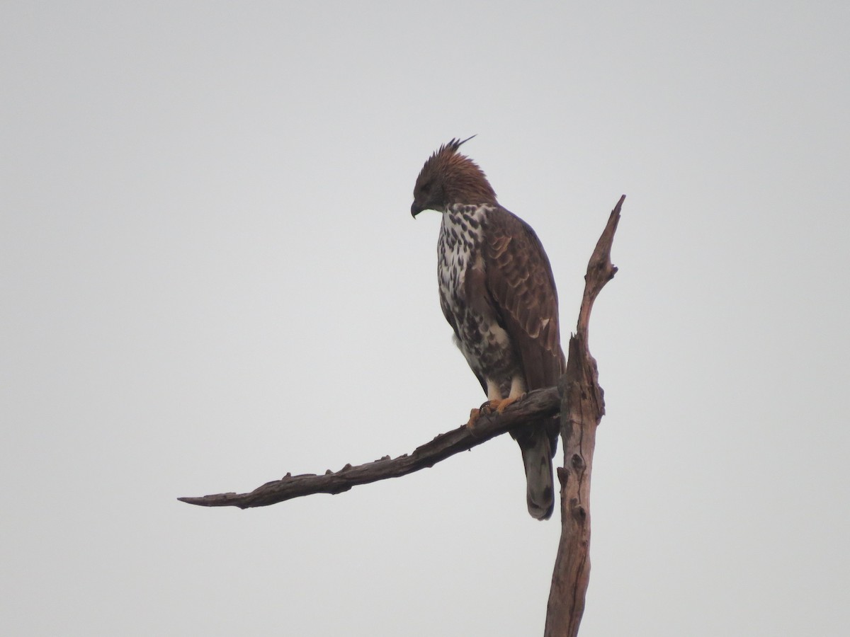 Changeable Hawk-Eagle - ML644663616
