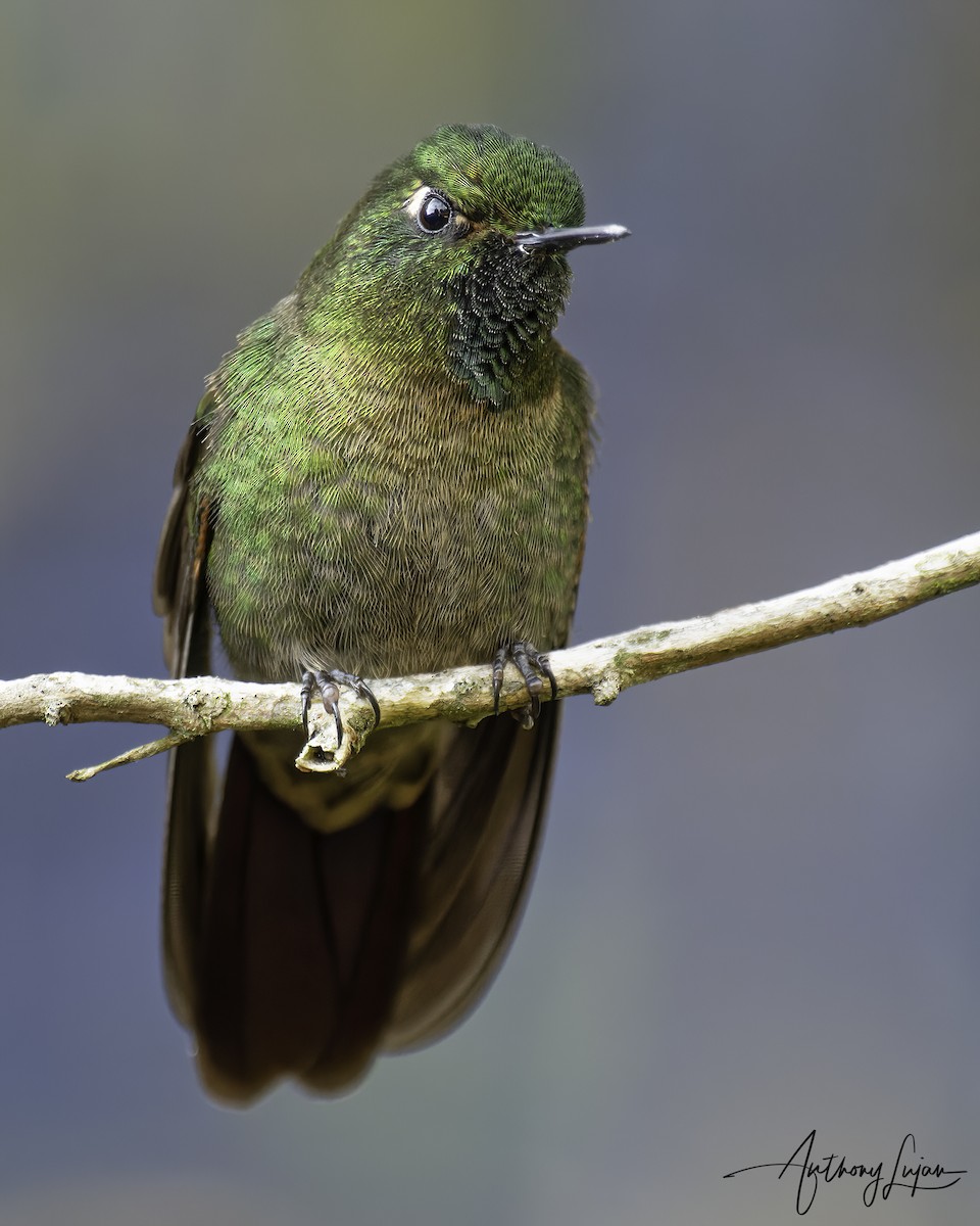 Колібрі-барвограй зеленогорлий - ML644663617