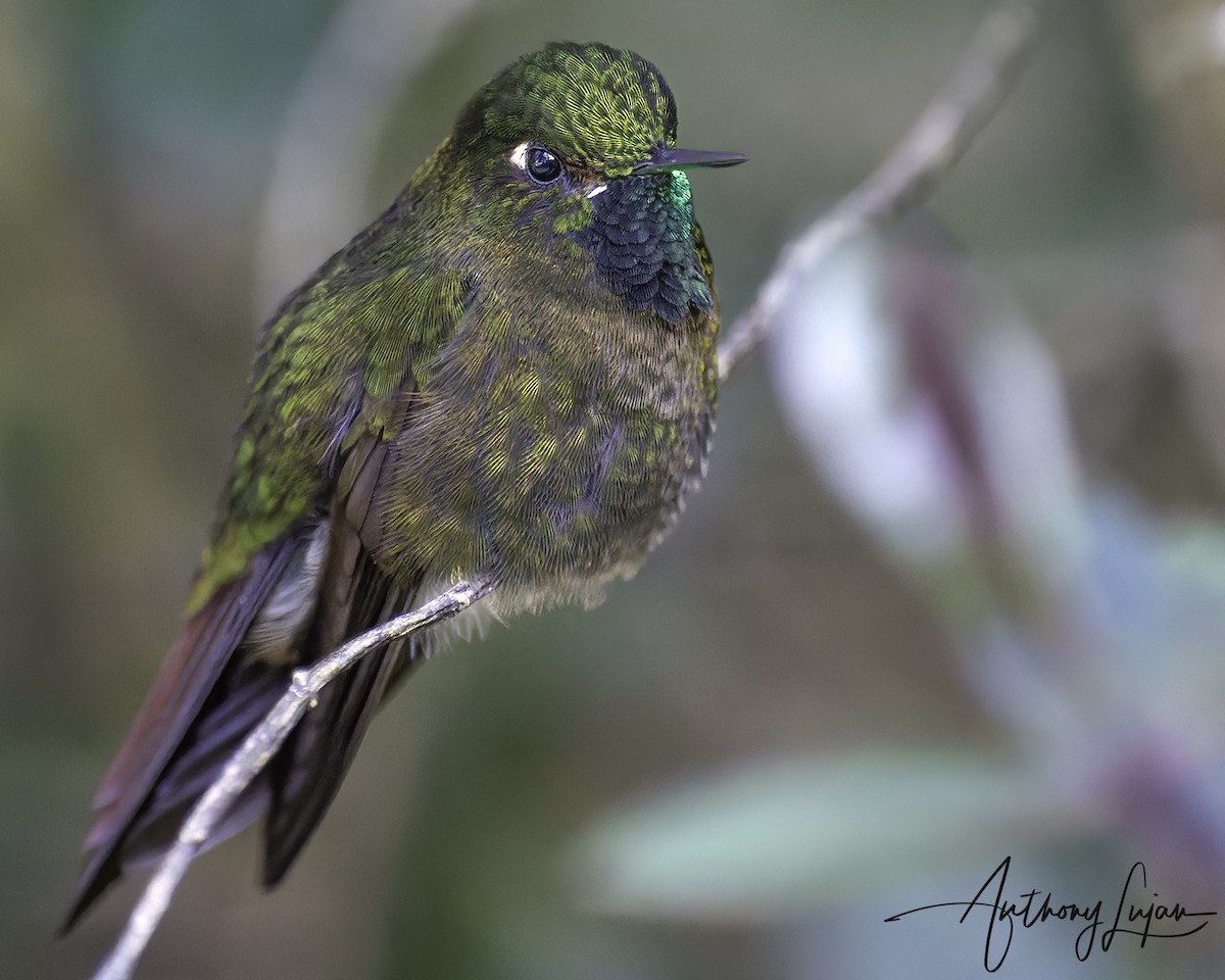 Колібрі-барвограй зеленогорлий - ML644663618