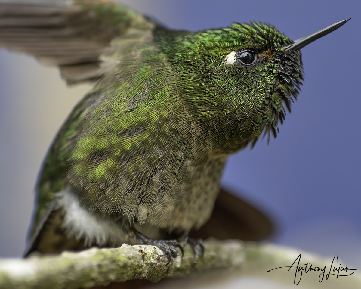 Колібрі-барвограй зеленогорлий - ML644663619