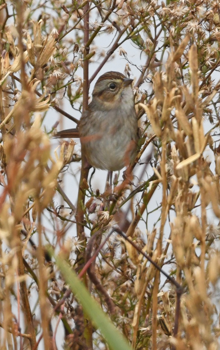 Swamp Sparrow - ML644663621