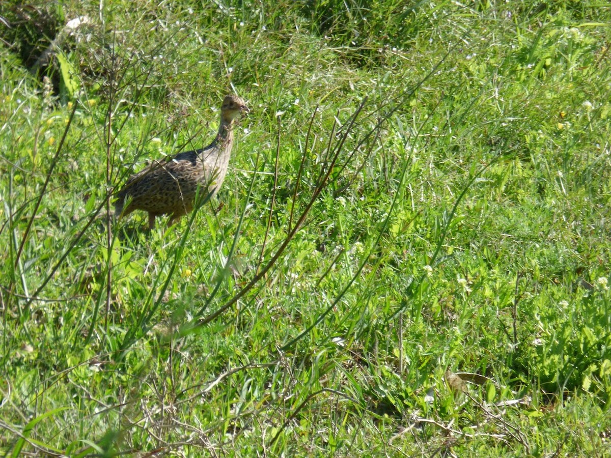 Spotted Nothura - ML644663630