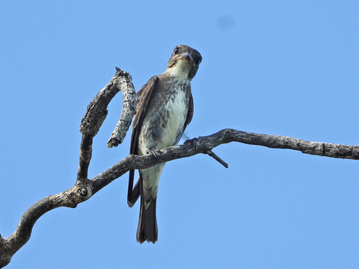 Olive-sided Flycatcher - ML644663631