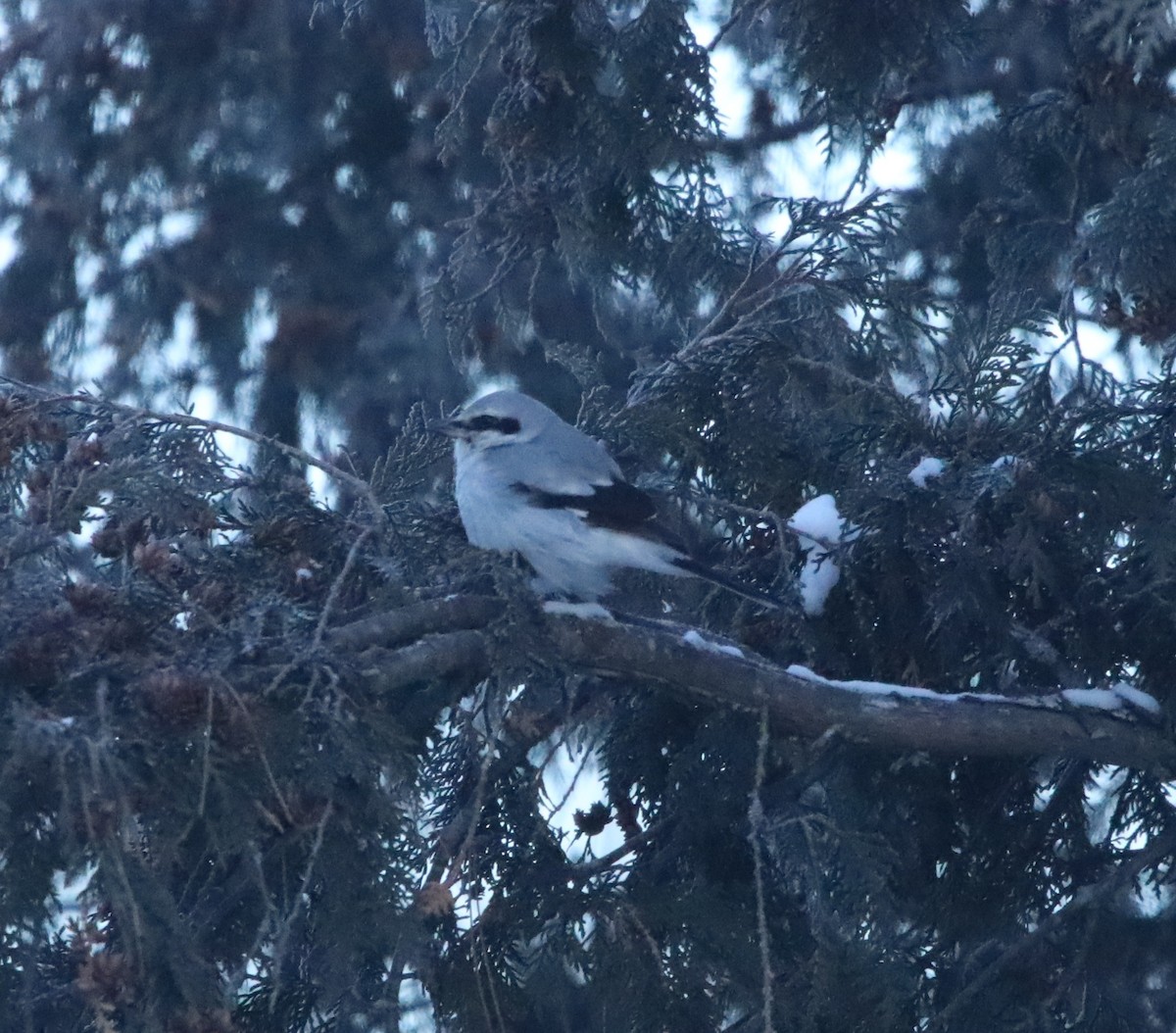 ťuhýk severní - ML644663633