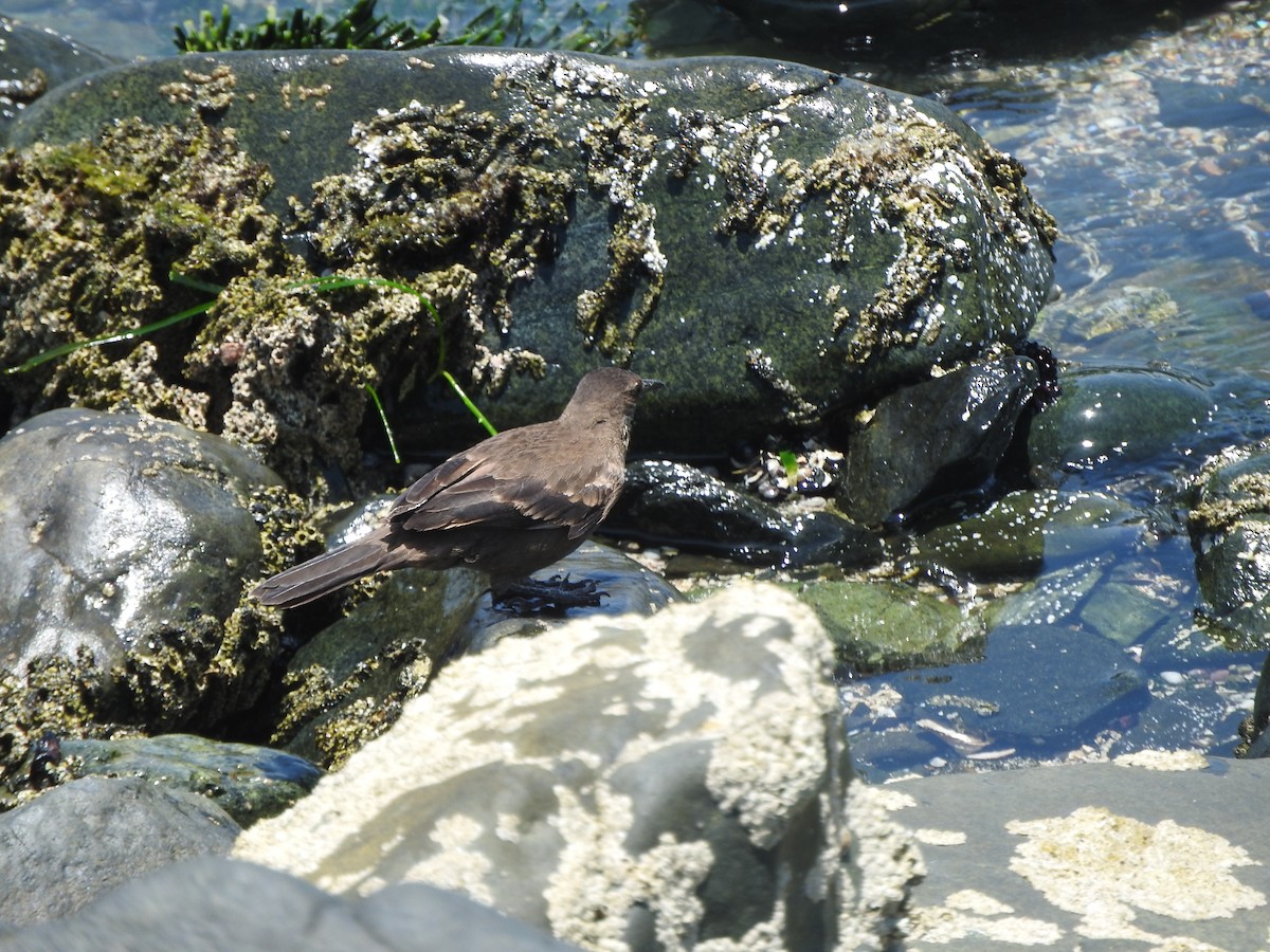 アライソカマドドリ - ML644663634