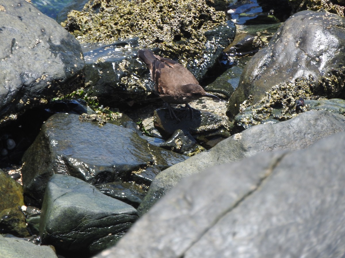 アライソカマドドリ - ML644663635