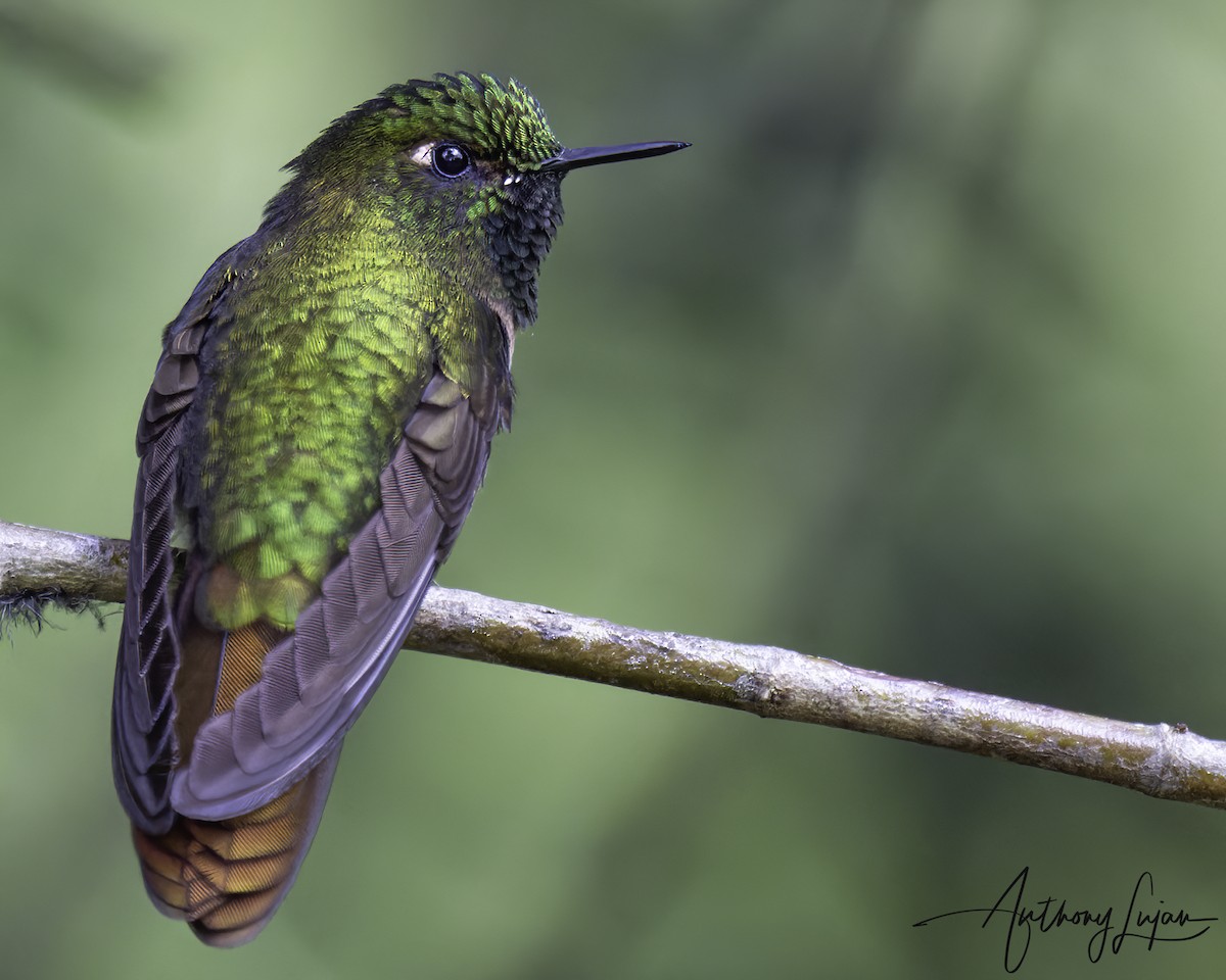 Колібрі-барвограй зеленогорлий - ML644663637