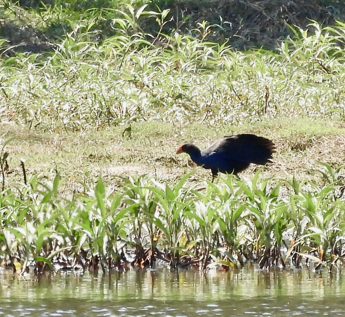 オーストラリアセイケイ - ML644663639