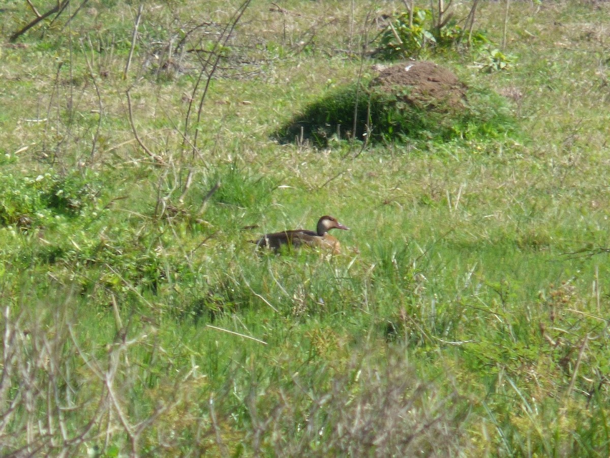 Brazilian Teal - ML644663643