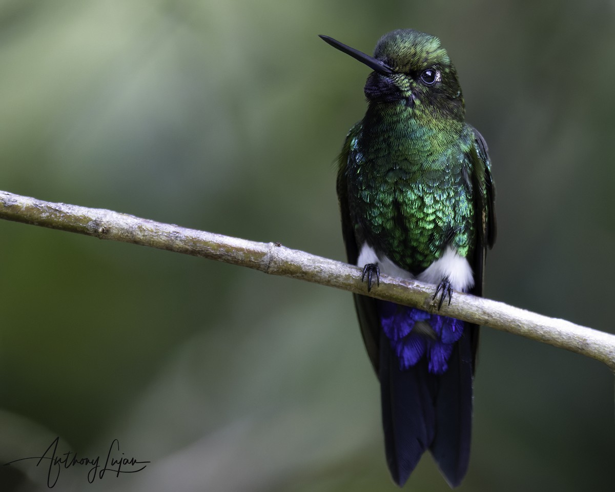 Еріон фіолетовогорлий - ML644663646