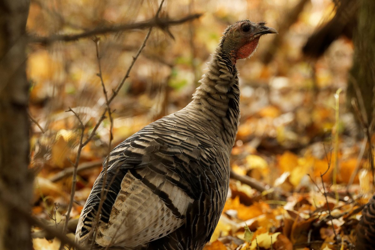 Dindon sauvage - ML644663647