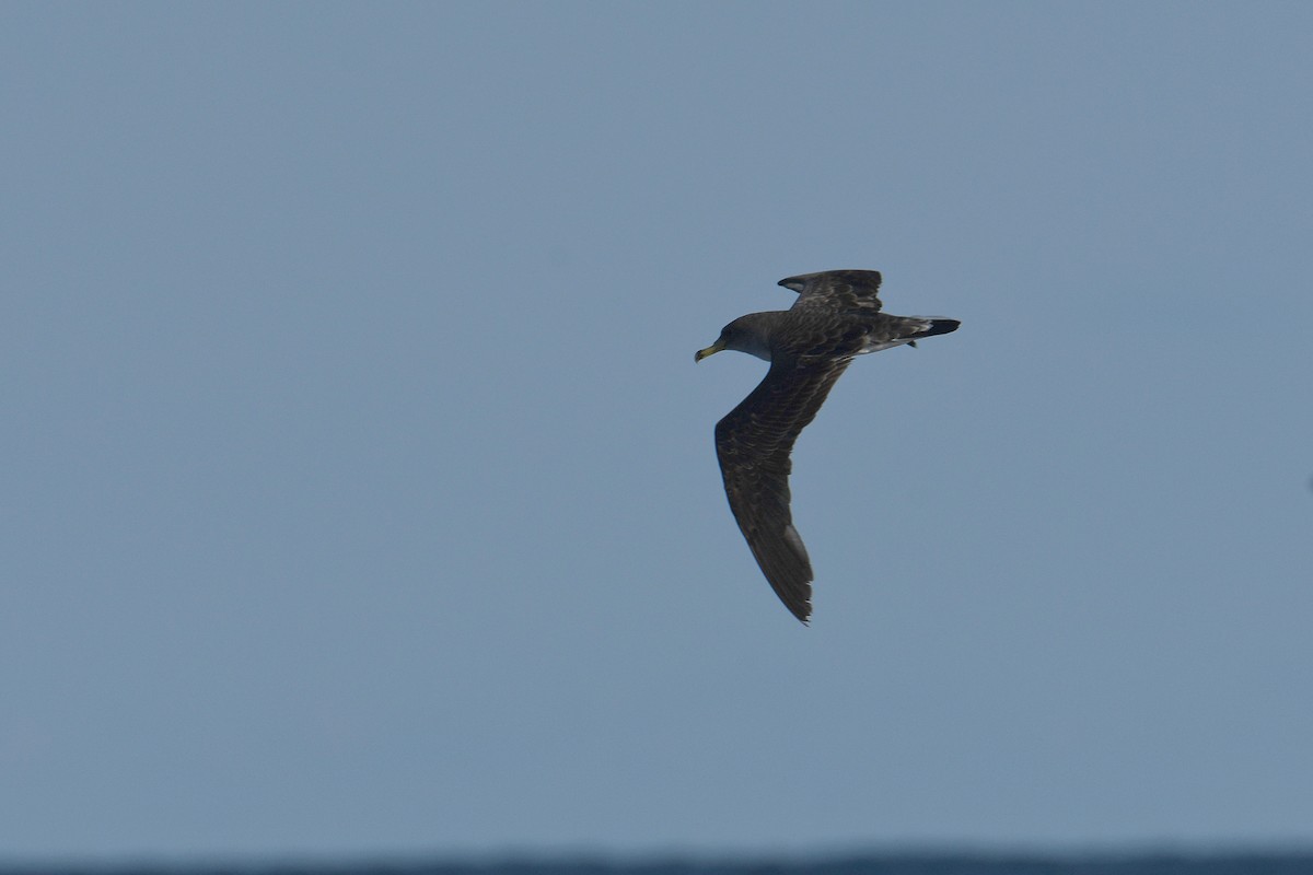 Cory's Shearwater - ML644663648