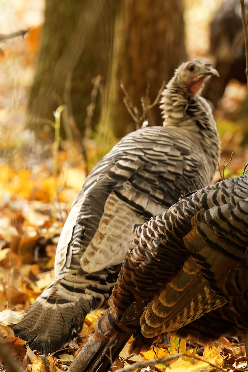 Dindon sauvage - ML644663649