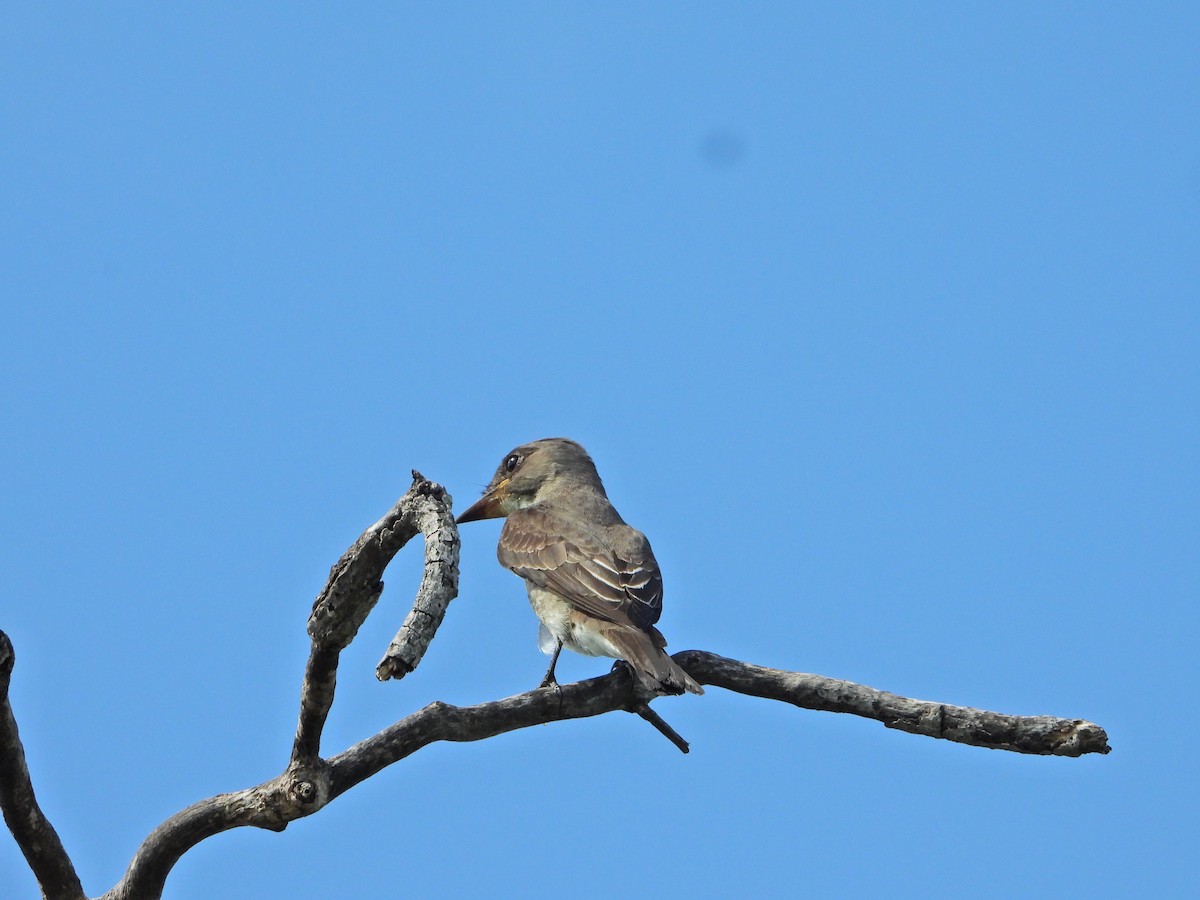 Olive-sided Flycatcher - ML644663651