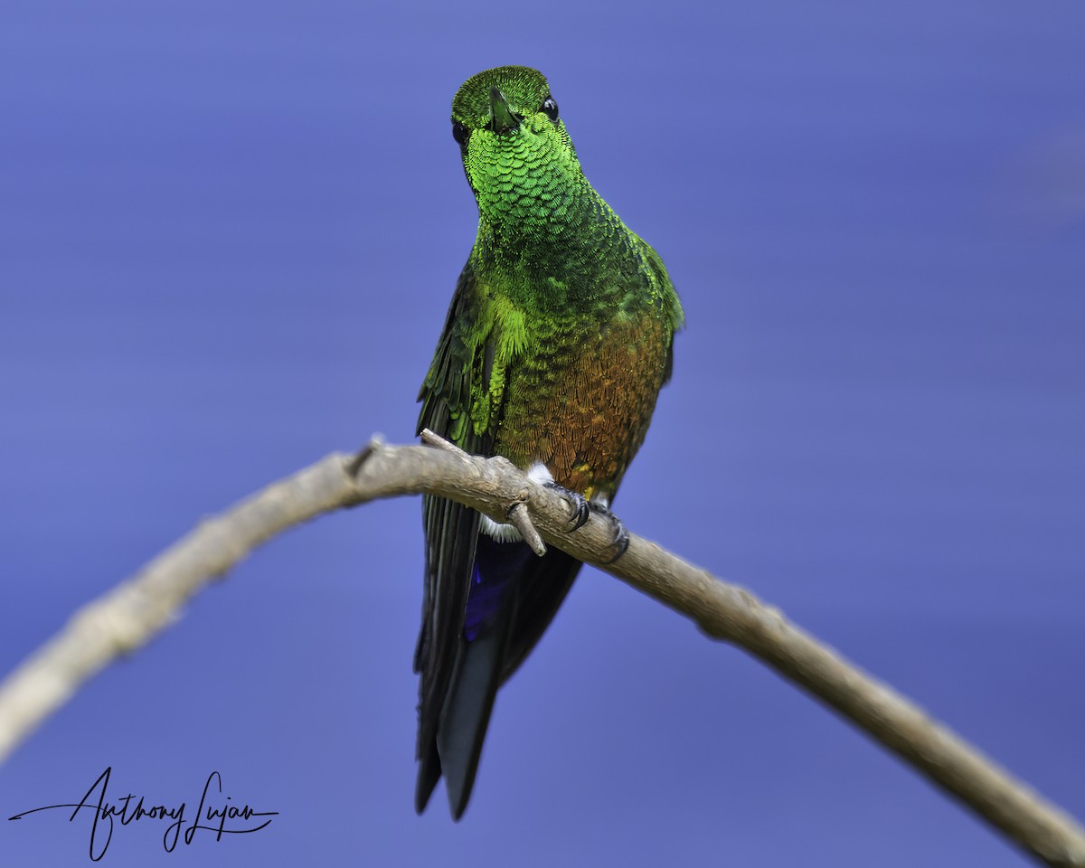 Еріон золотогрудий - ML644663652