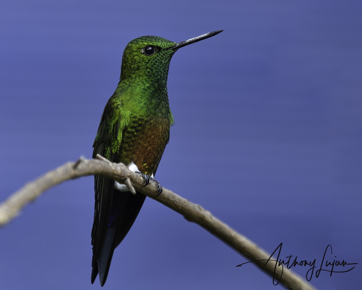 Еріон золотогрудий - ML644663653