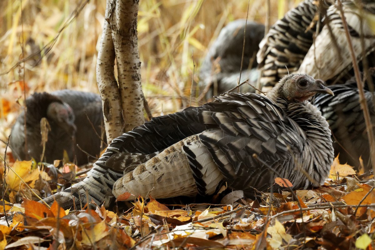 Dindon sauvage - ML644663659