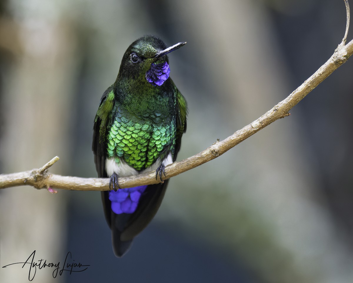 Еріон фіолетовогорлий - ML644663662