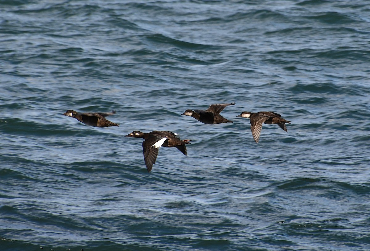 turpan žlutozobý - ML644663665