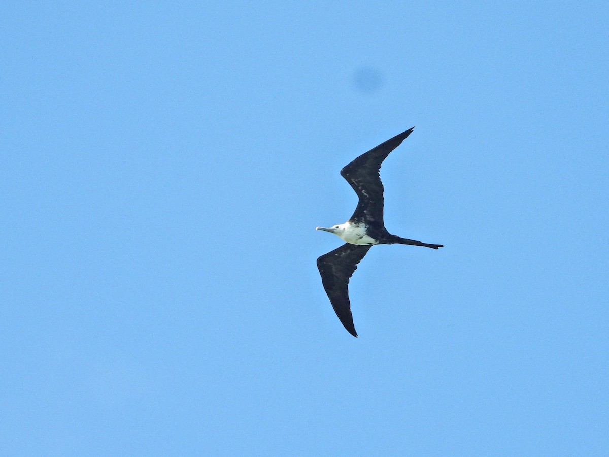 Magnificent Frigatebird - ML644663666