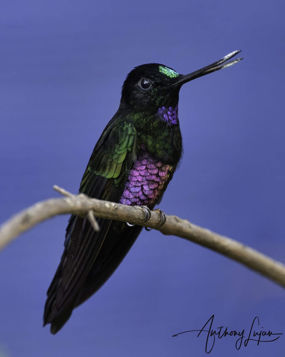 Колібрі-інка рожевочеревий - ML644663671