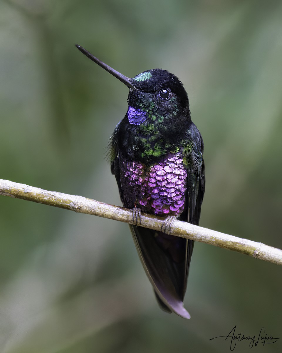 Колібрі-інка рожевочеревий - ML644663672