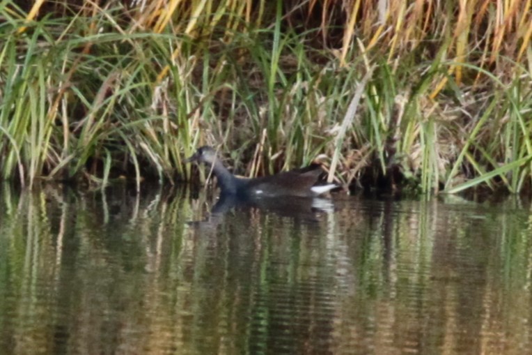 amerikasivhøne - ML644663673