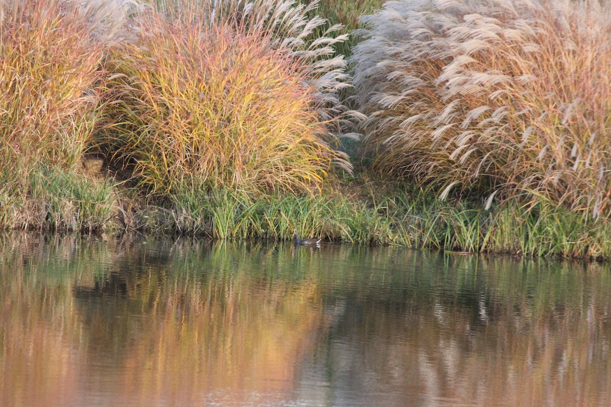 amerikasivhøne - ML644663674