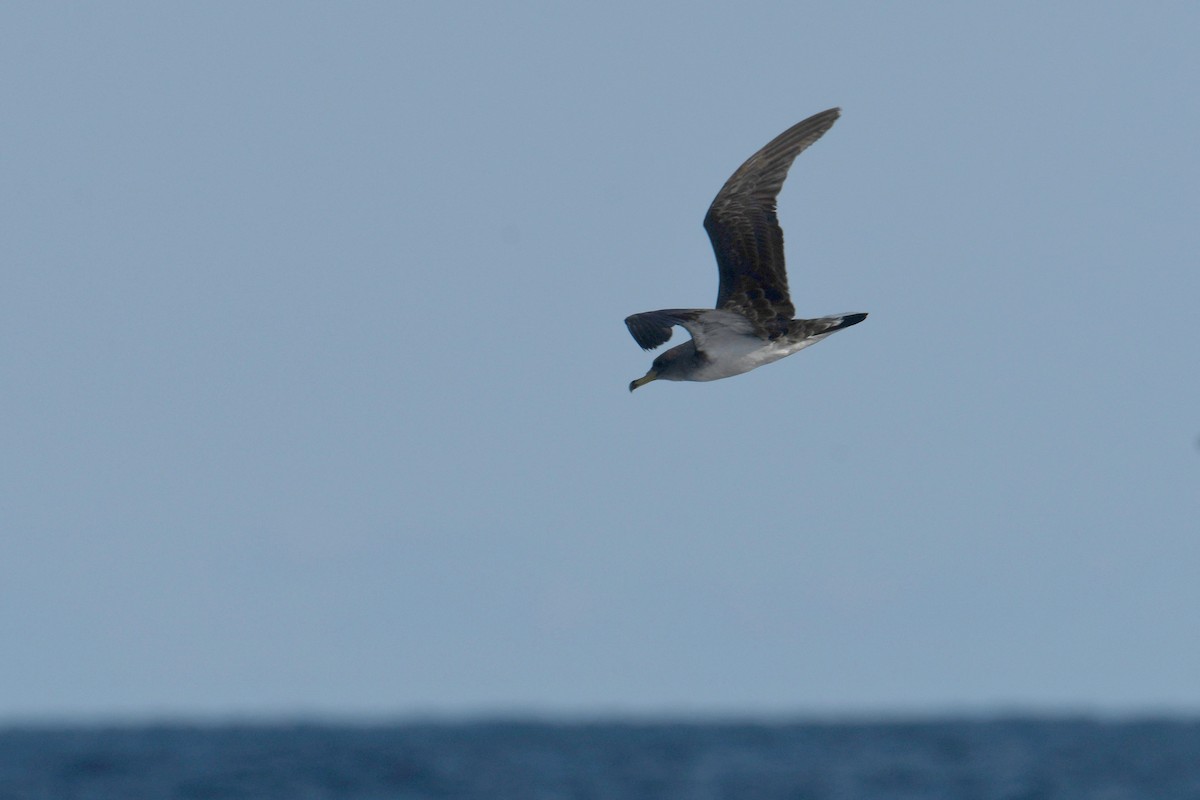 Cory's Shearwater - ML644663675