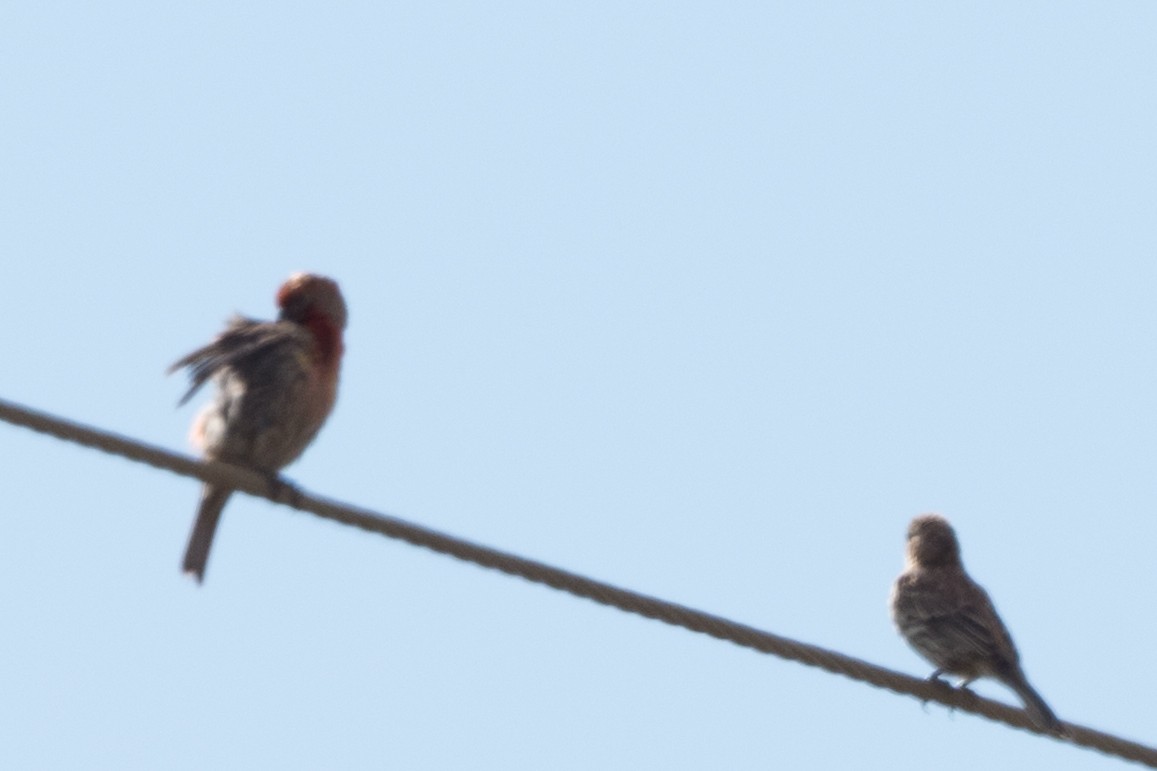 Roselin familier - ML644663681