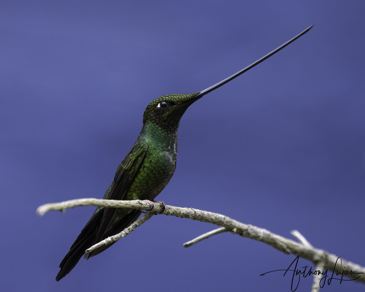 Колібрі-списодзьоб - ML644663683