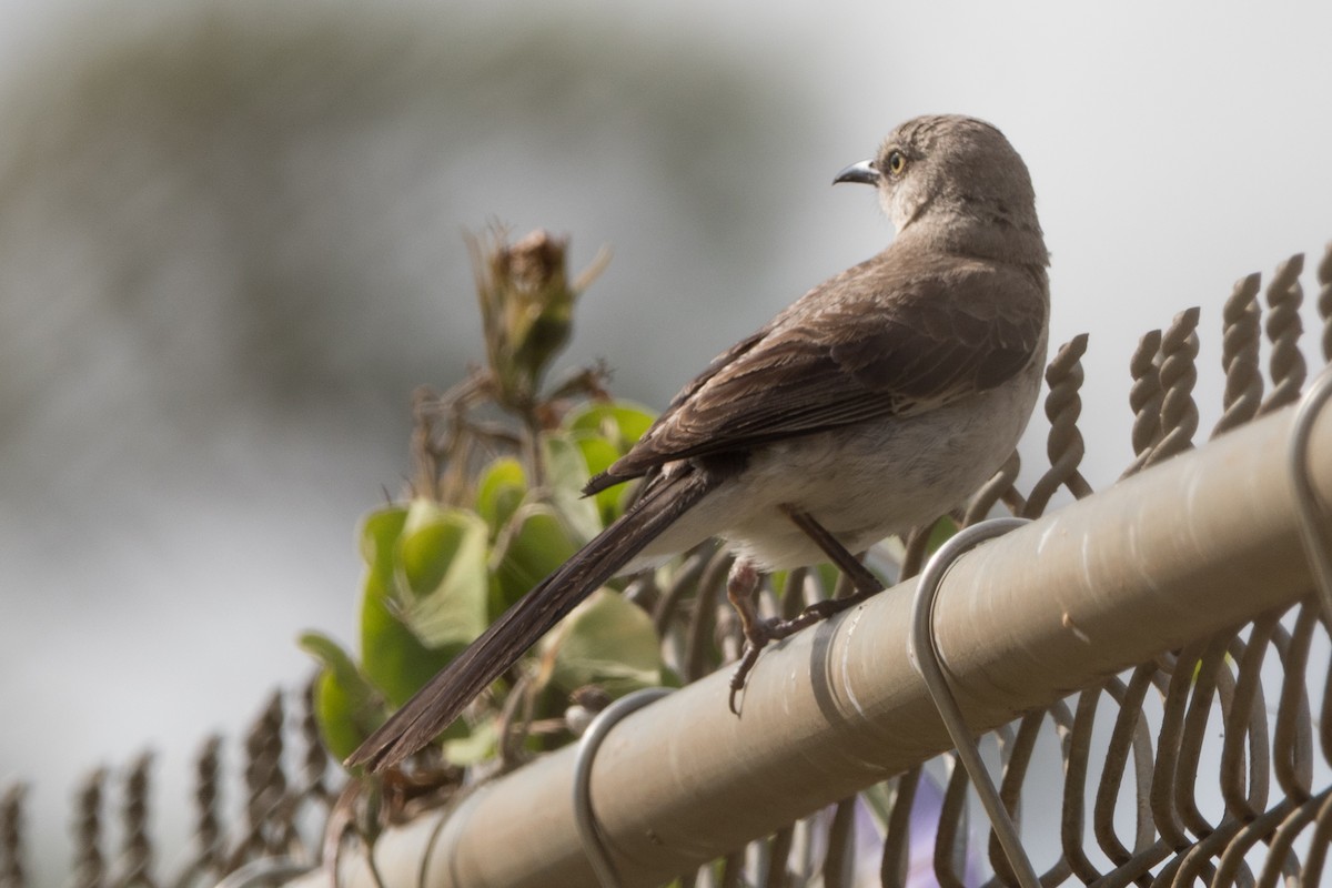 Moqueur polyglotte - ML644663684