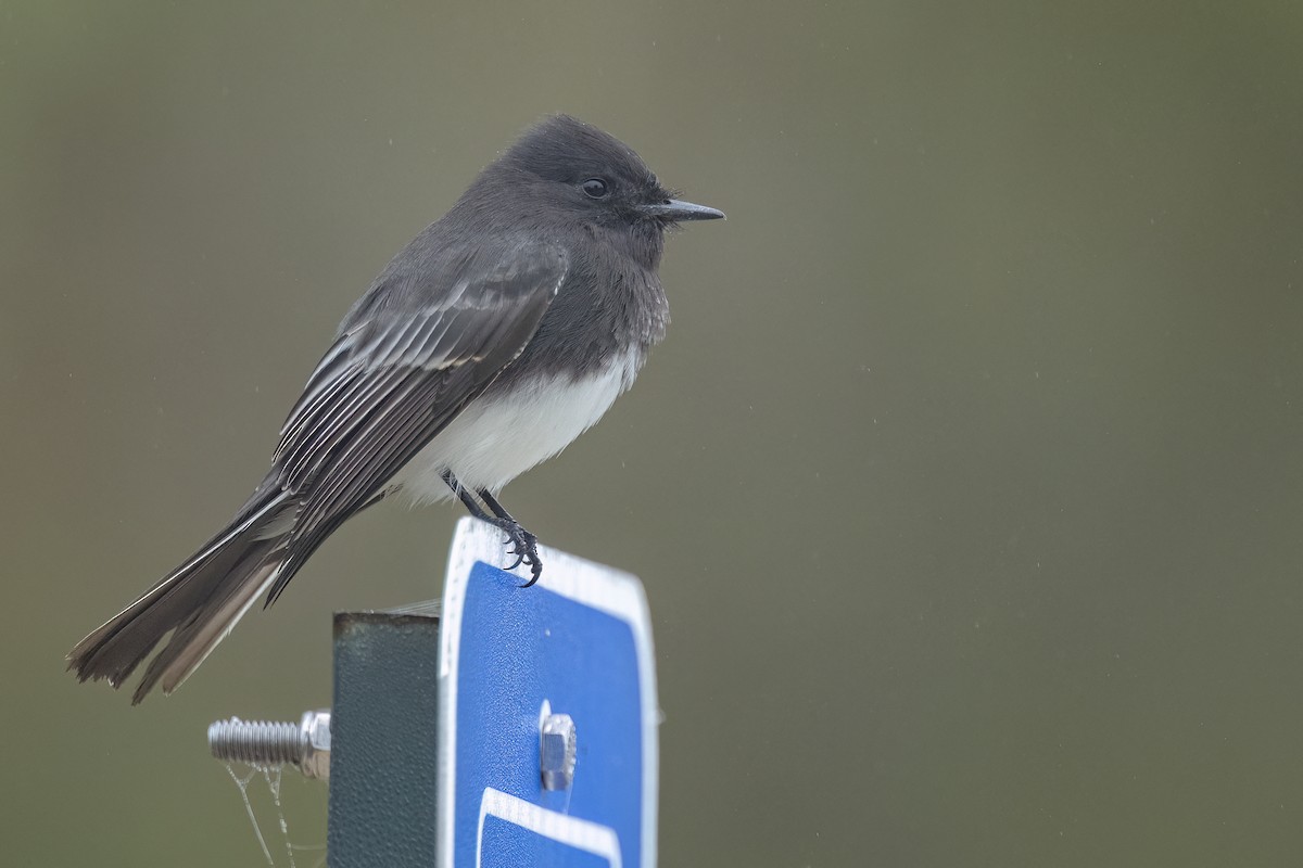 svartfibi - ML644663685