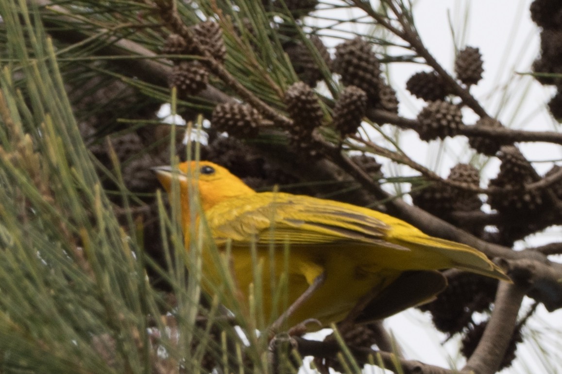 Sicale bouton-d'or - ML644663689