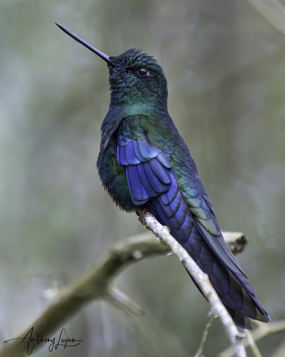 Колібрі блакитнокрилий - ML644663691