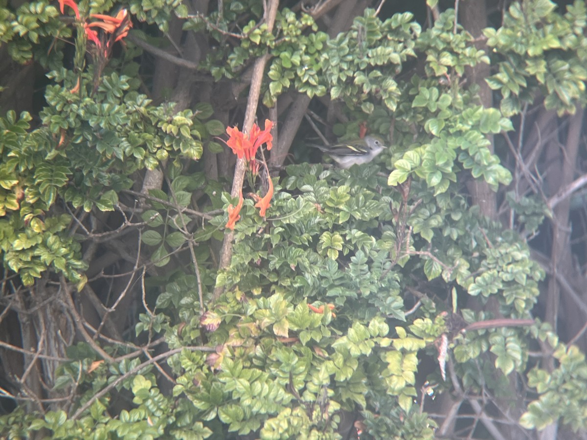 ワキチャアメリカムシクイ - ML644663692