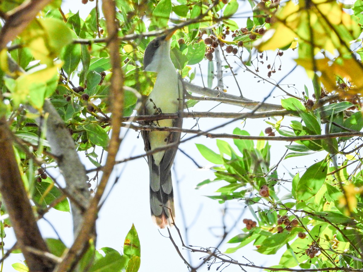 gulnebbgjøk - ML644663693