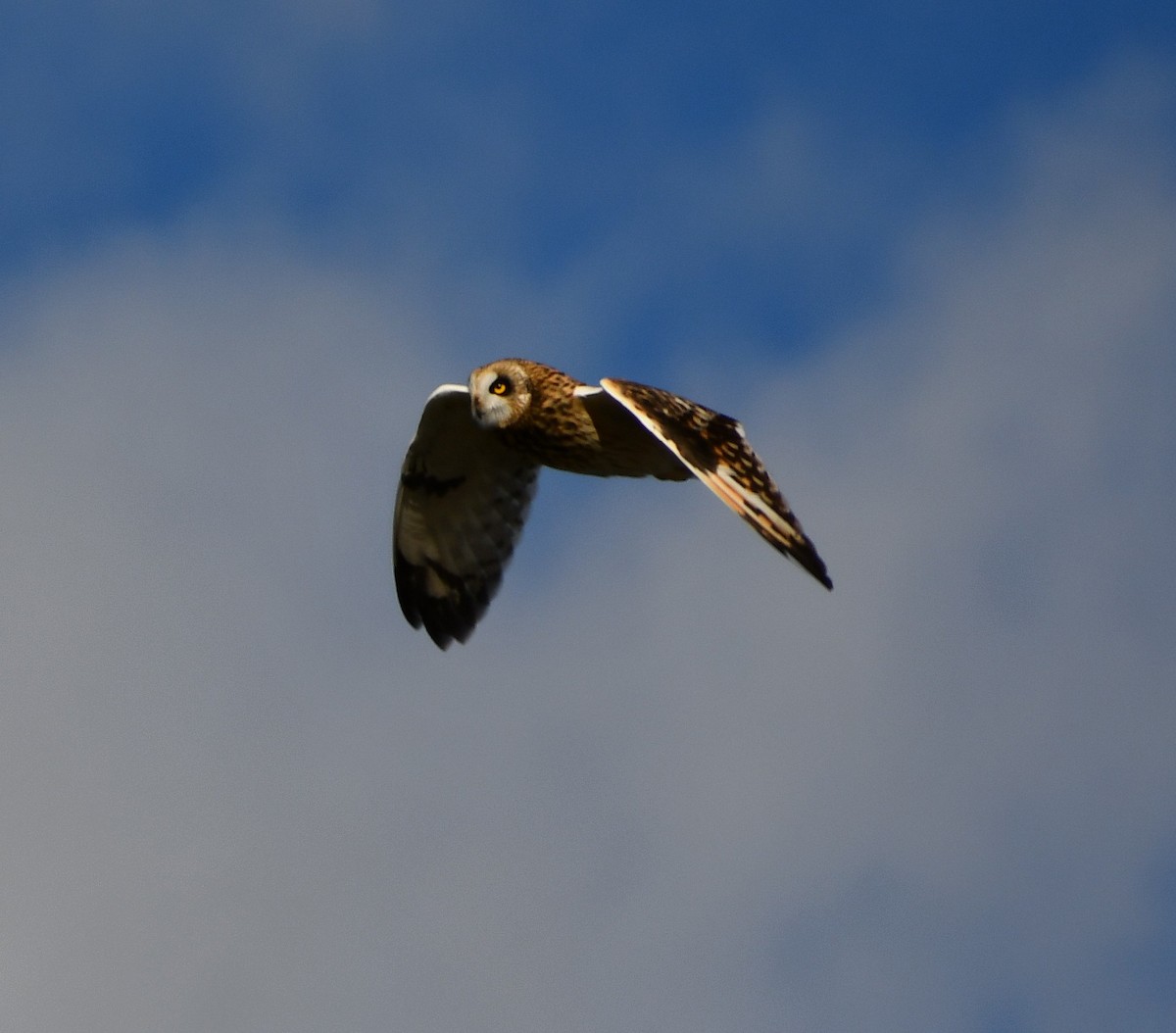 Short-eared Owl - ML644663694