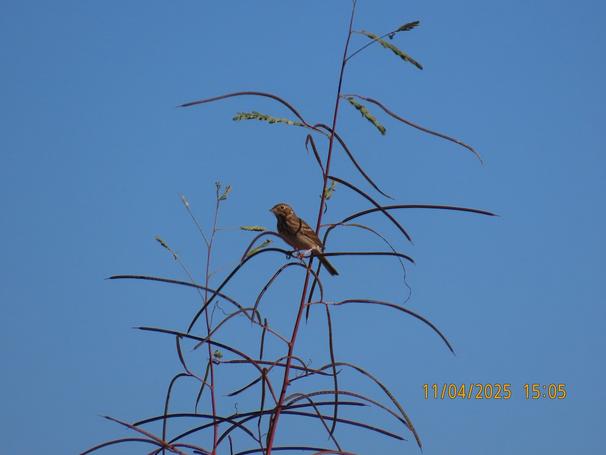 vesperspurv - ML644663697