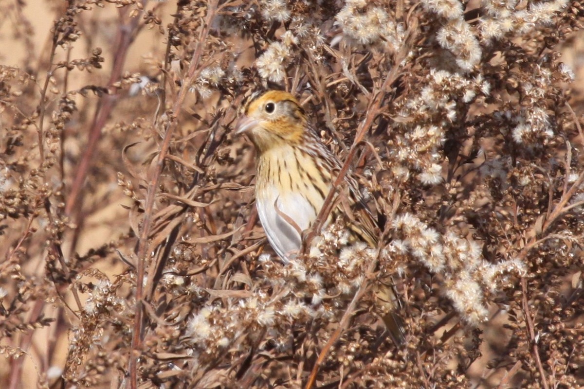 gråørespurv - ML644663699