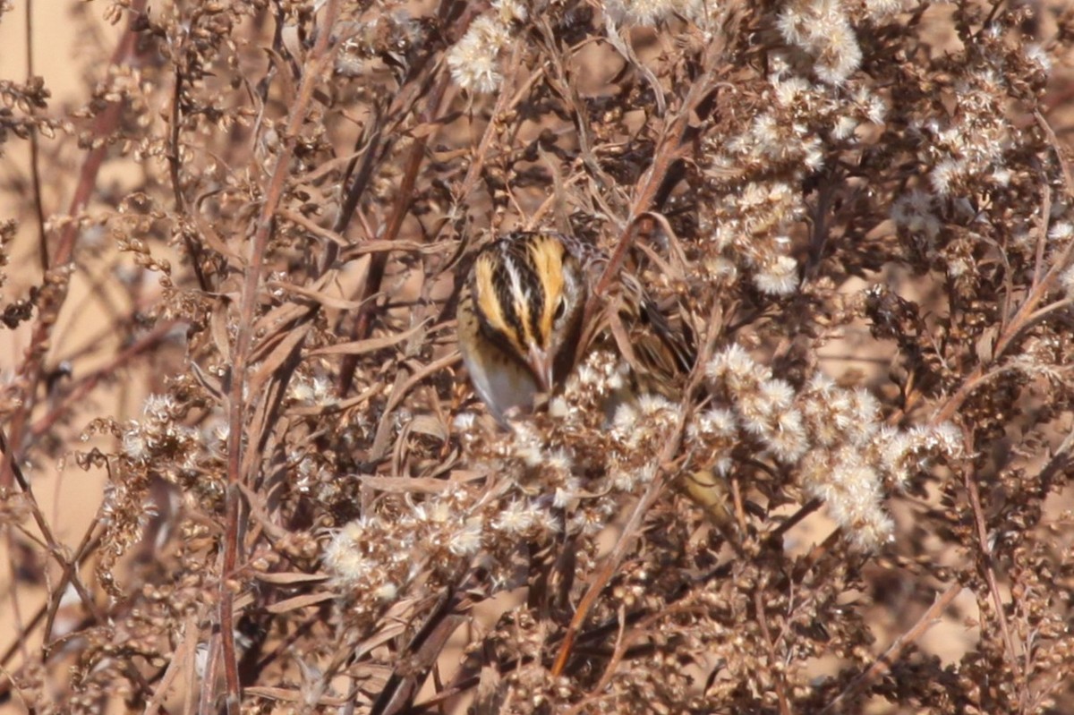 gråørespurv - ML644663700